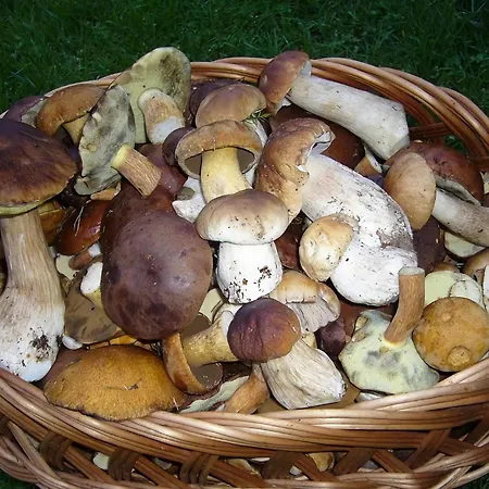 Home, Oasis Of Peace, Willa *