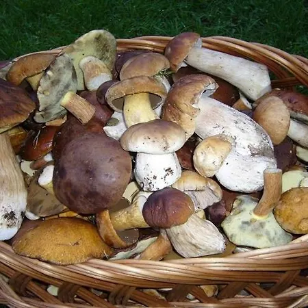 Willa Home, Oasis Of Peace, Polanów