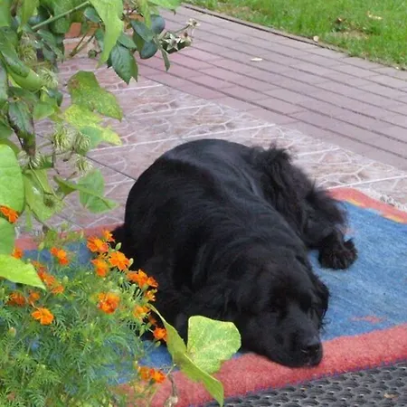 Home, Oasis Of Peace, Willa *